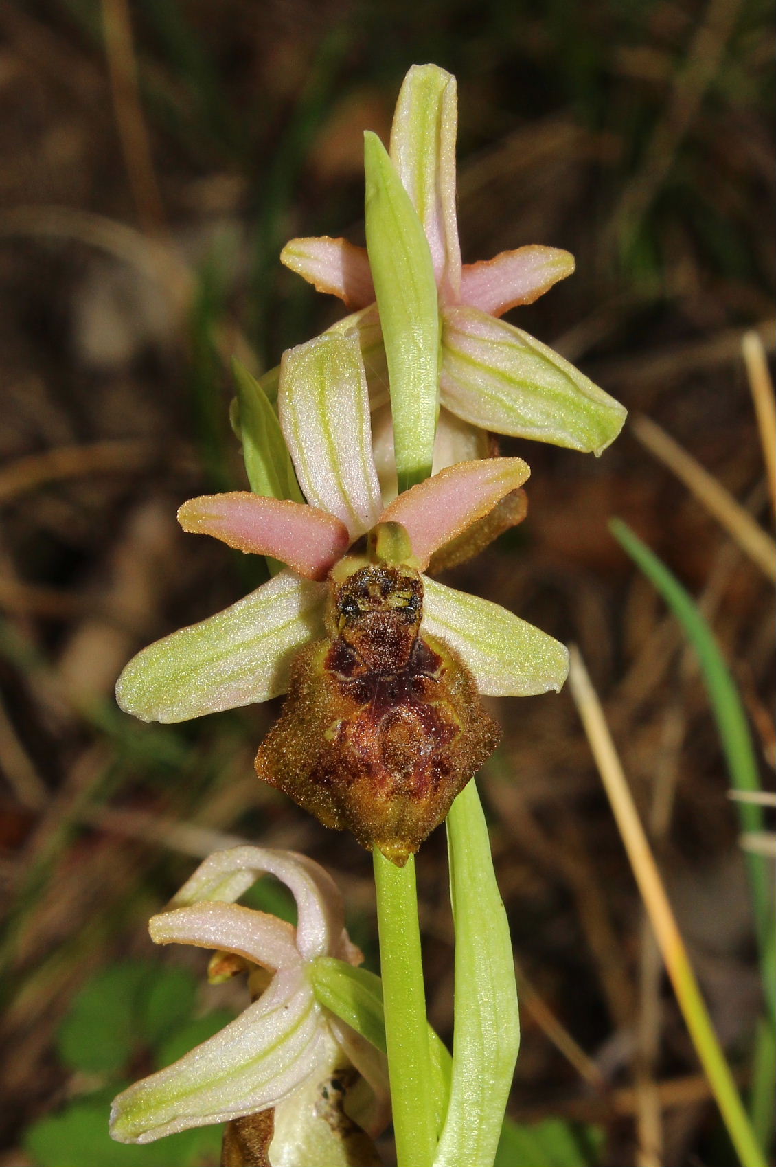 Ophrys exaltata subsp. montis-leonis - variabilit